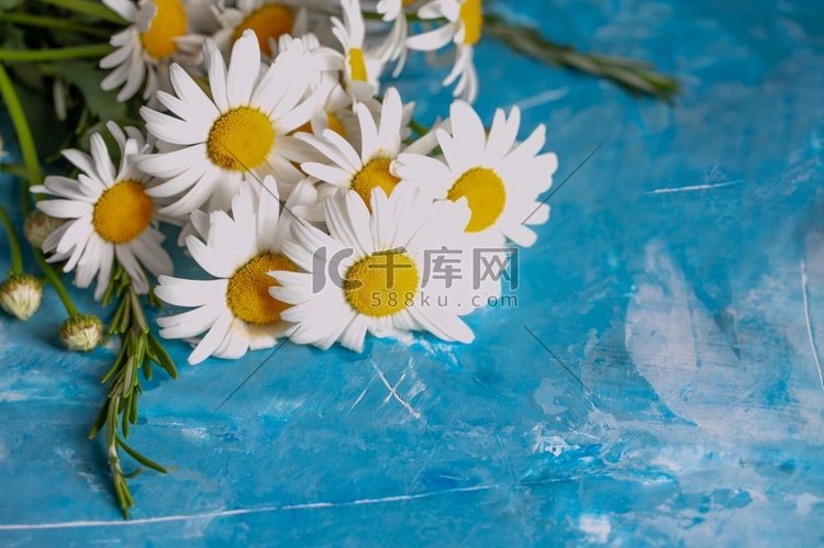 夏天花卉卡片与洋甘菊花在蓝色葡