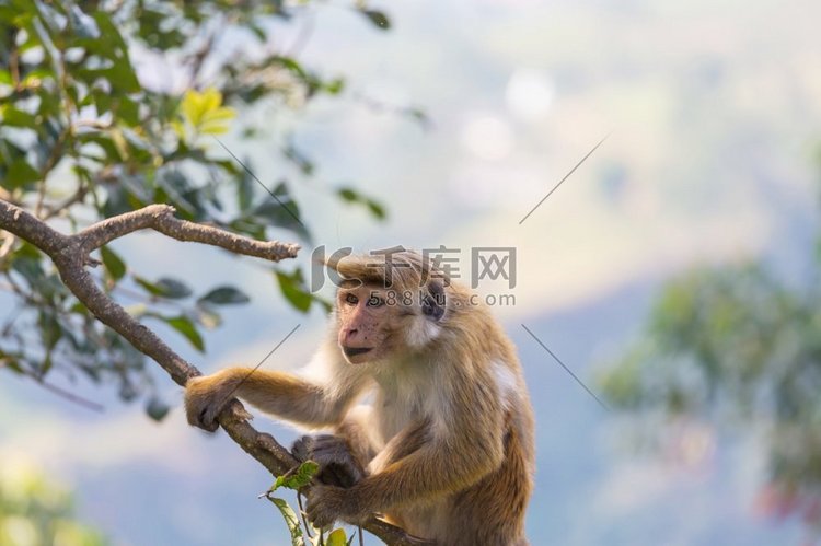 猴子在泰国的热带森林