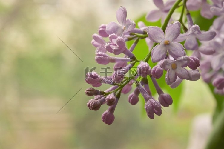 特写镜头丁香紫色和滴在春天的花