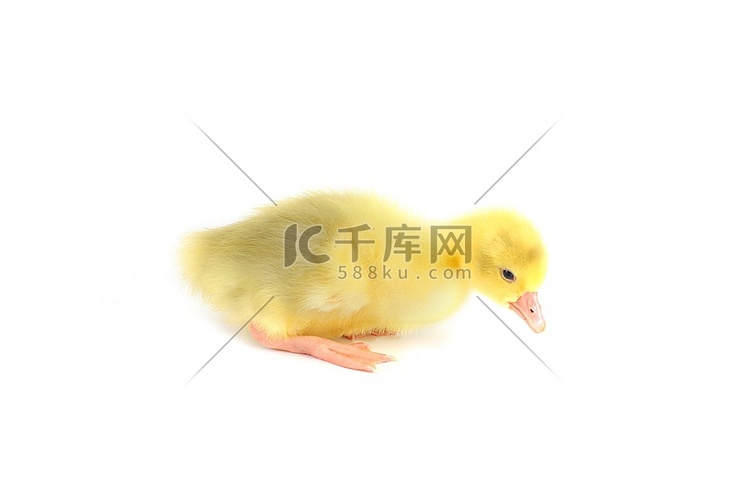 小黄色蓬松小鸭坐在孤立