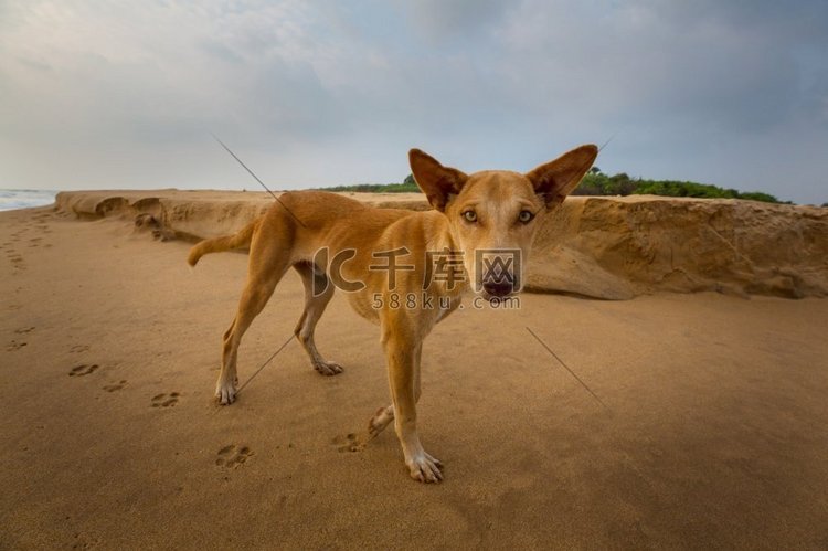 狗在斯里兰卡的海滩