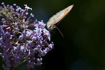 蝴蝶在布丁兰灌木丛上