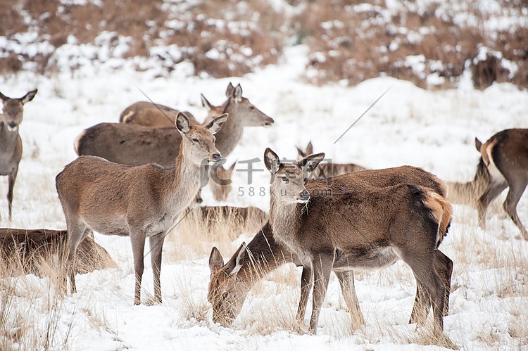 冬季积雪森林景观中的休闲鹿和马