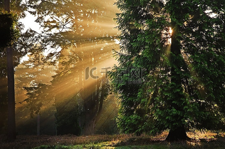 动机阳光通过树在秋天秋天森林在