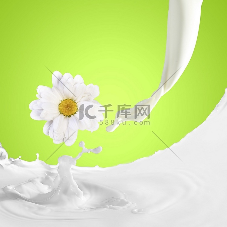 彩色背景下的牛奶溅起甘菊的图像