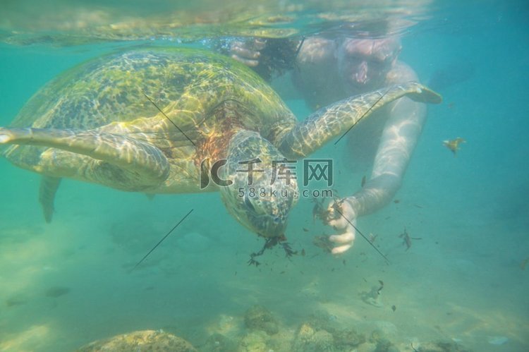 男孩游泳与一个巨大的海龟在海洋