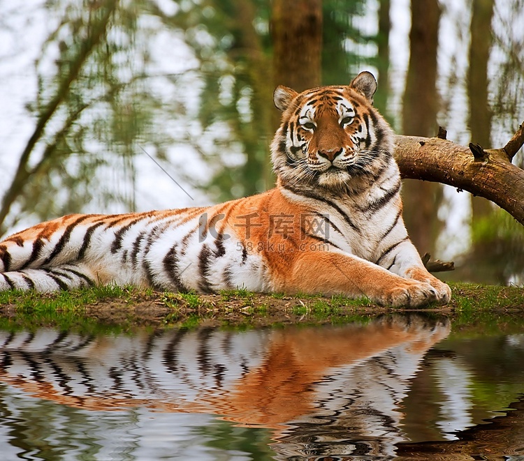 美丽的老虎在温暖的日子里放松，