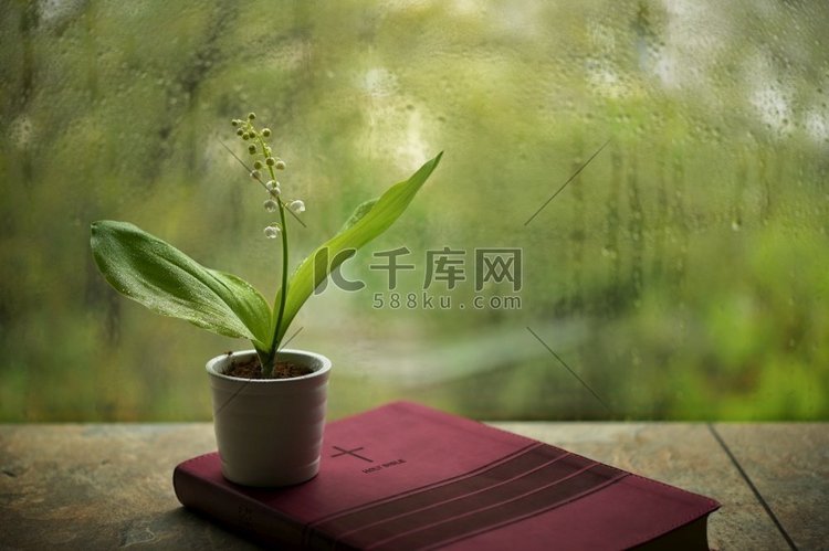 雨的春天与百合的山谷花圣经