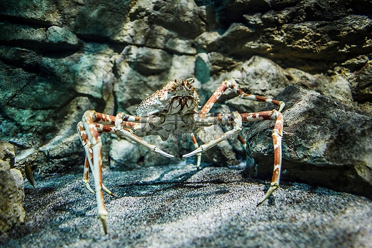 日本巨型蜘蛛蟹(Macrocheira Kaempferi)