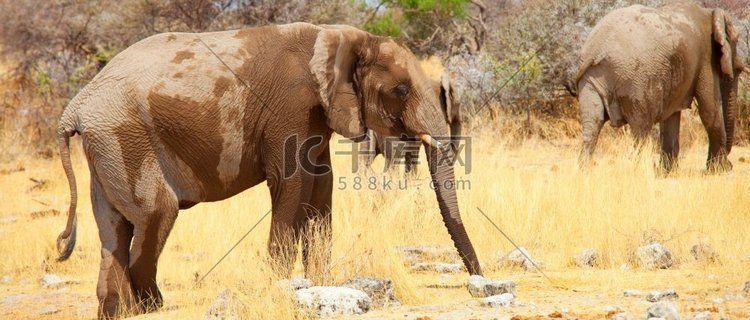 非洲大象，Loxodonta 