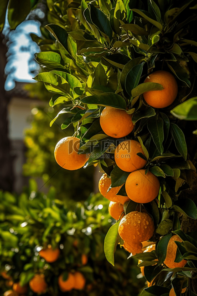 水果园里的橘子水果