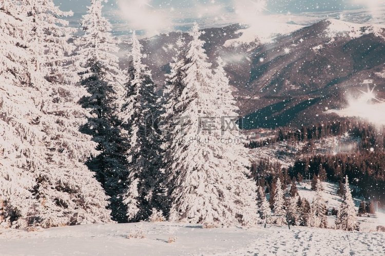 惊人的冬季仙境景观与雪冷杉树