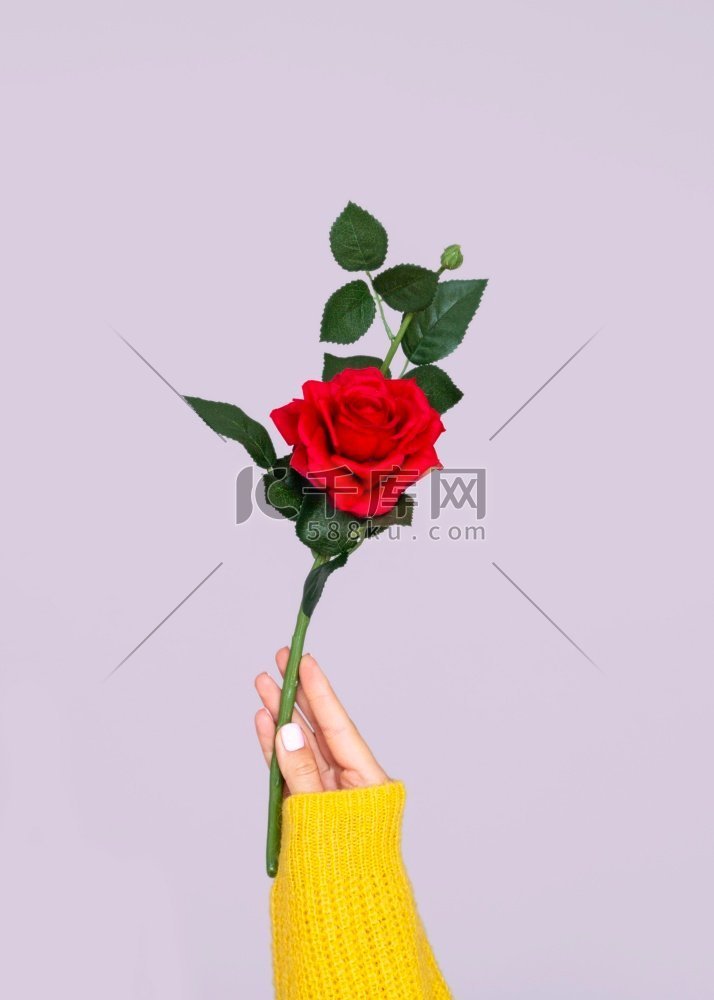 手握着可爱的玫瑰。高分辨率照片