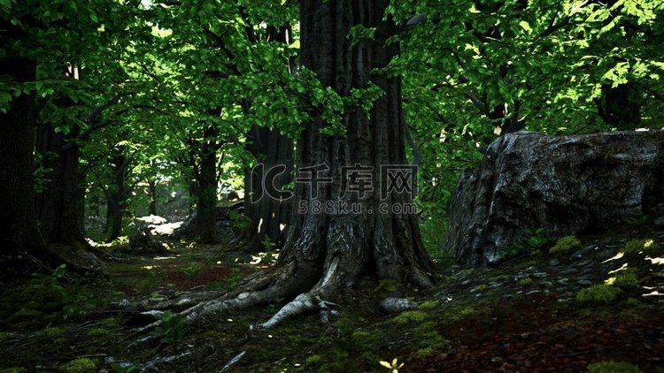 绿色森林中的树根和阳光