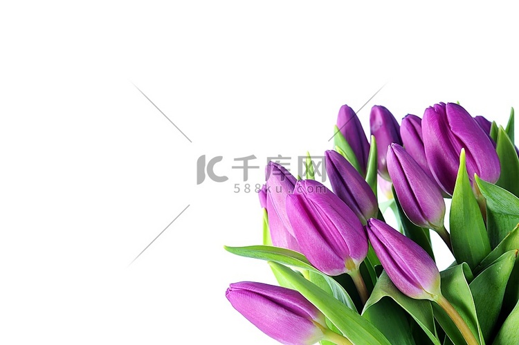 一束美丽的紫罗兰色郁金香