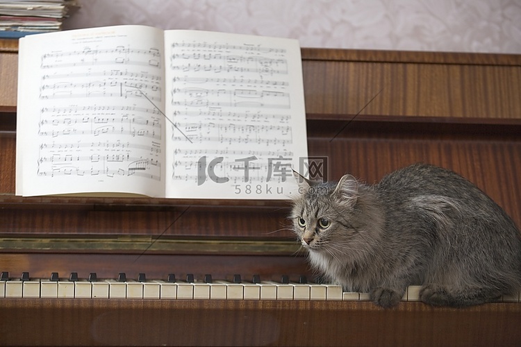 一架钢琴和一本乐谱，一只猫坐在