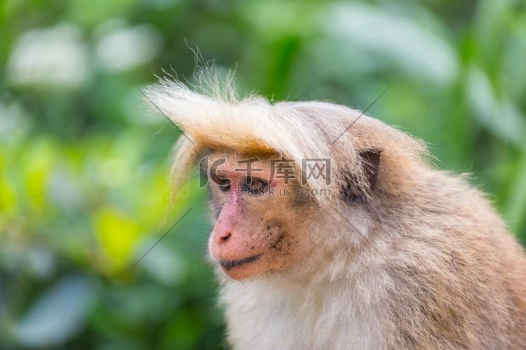 泰国热带森林中的猴子