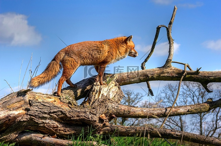 红狐在自然栖息地和环境中的绝佳