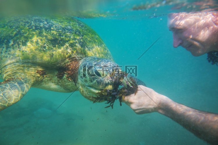 男孩游泳与一个巨大的海龟在海洋