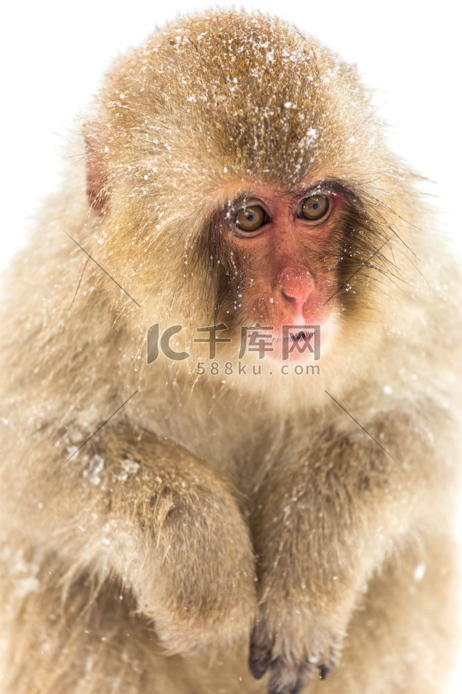 日本长野地狱谷的日本雪猴