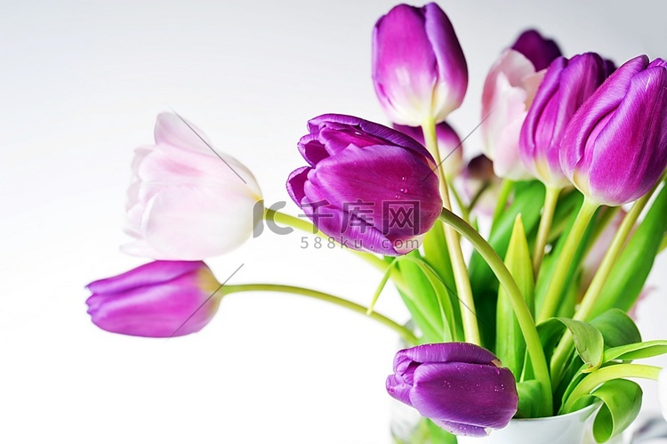 许多粉色和紫罗兰色的郁金香