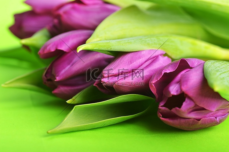 花束许多美丽的紫色郁金香在绿色