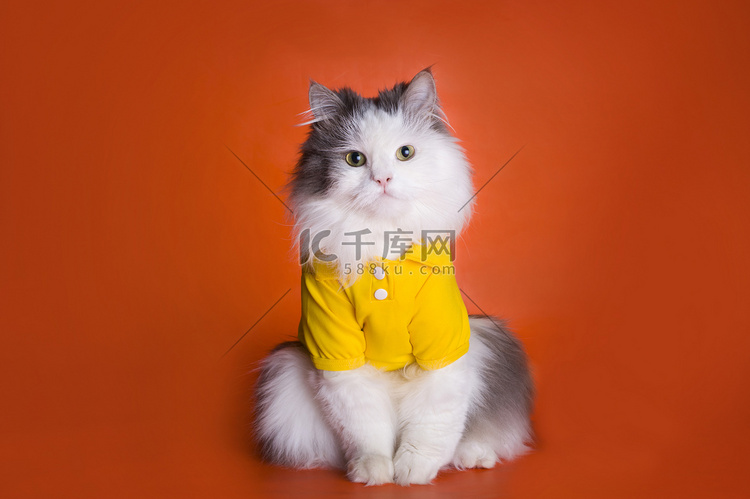 猫在一件橙色的背景上的黄衬衫
