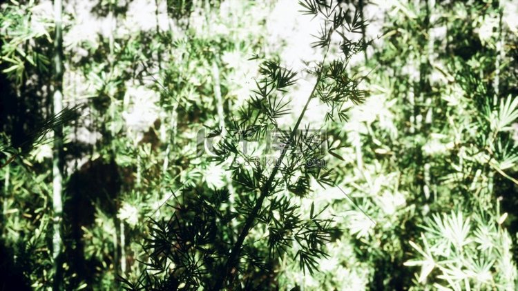 雾中的绿色竹林