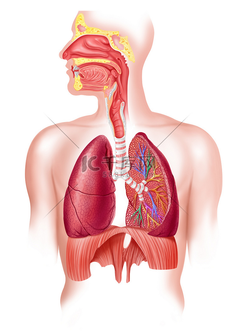 人类充分呼吸道系统截面.