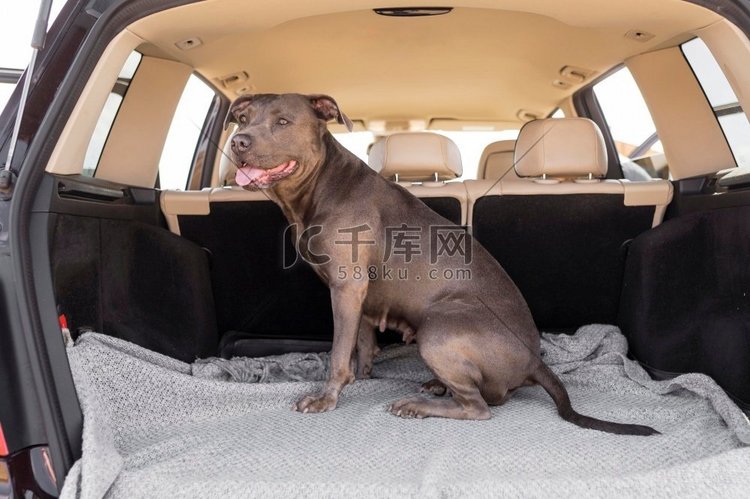 笑脸狗待在汽车后备箱里。高分辨