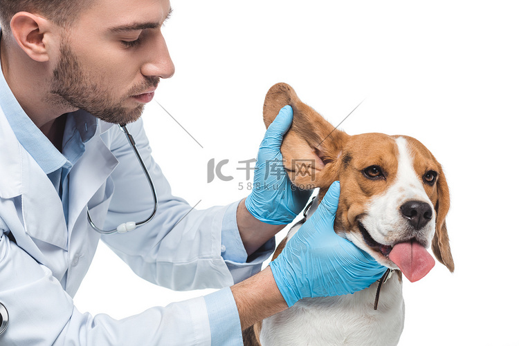 年轻兽医检查小猎犬耳朵在白色背