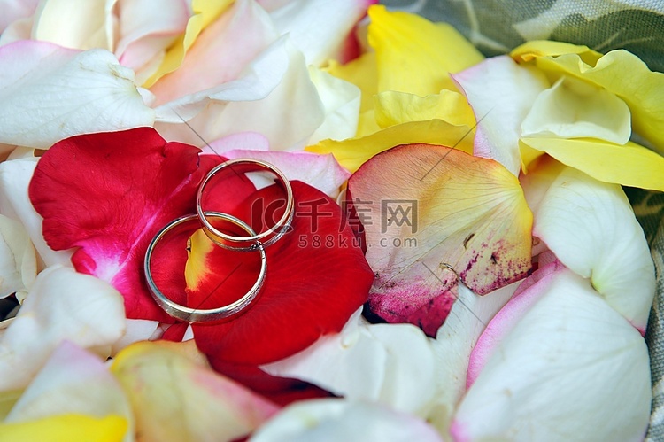 玫瑰花瓣上的婚礼金戒指。近距离