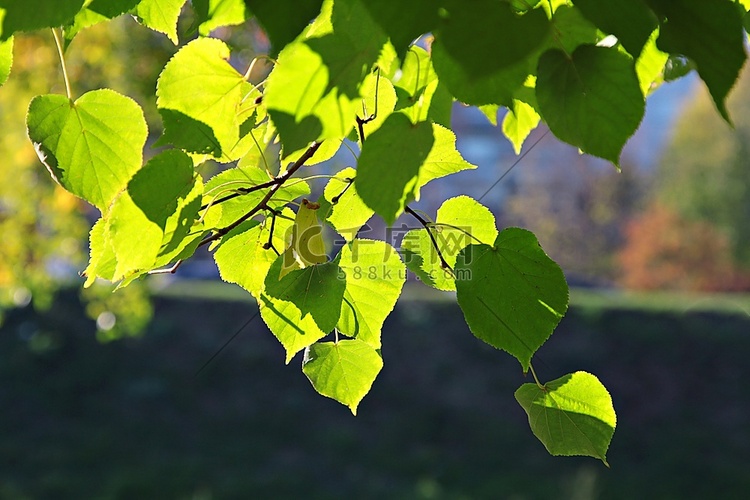 阳光下的林荫树枝，2010年秋季