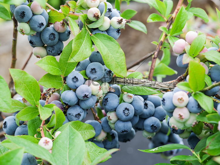 灌木上成熟的蓝莓.