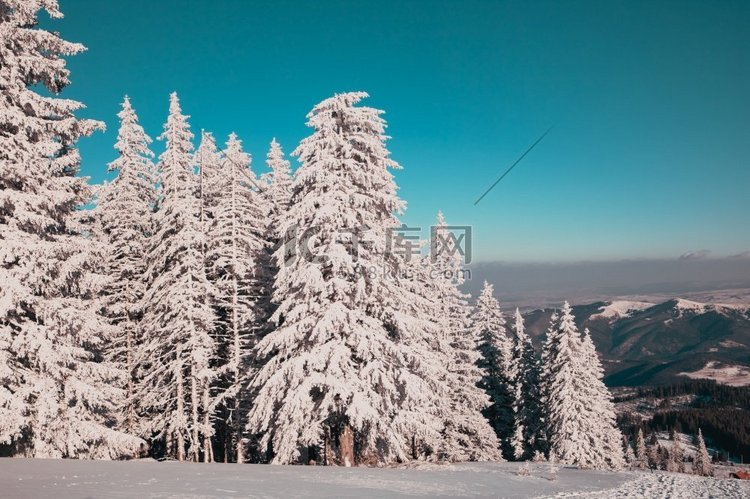 惊人的冬季景观与雪冷杉树