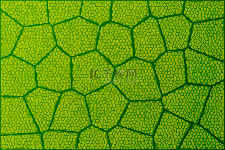 显微镜下的叶