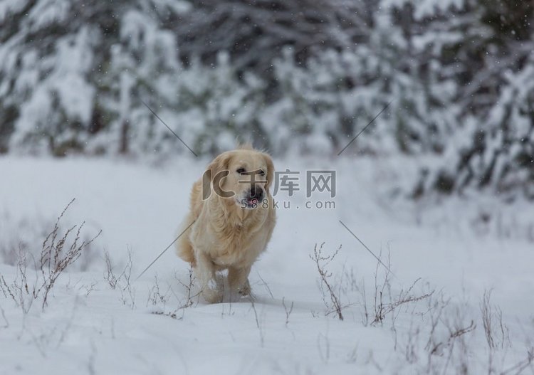 冬天的狗在雪地里