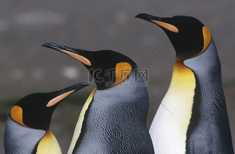 英国，南乔治亚岛，三只王企鹅，