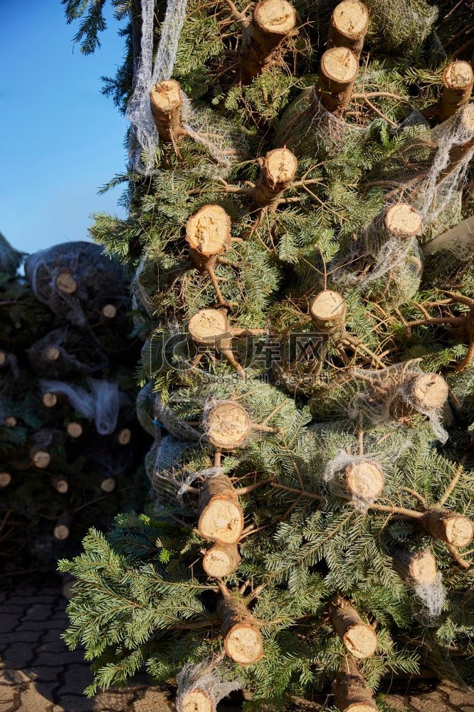 圣诞树堆削减和在网准备出售