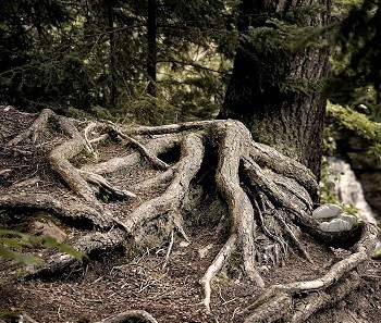深林中的老松树根