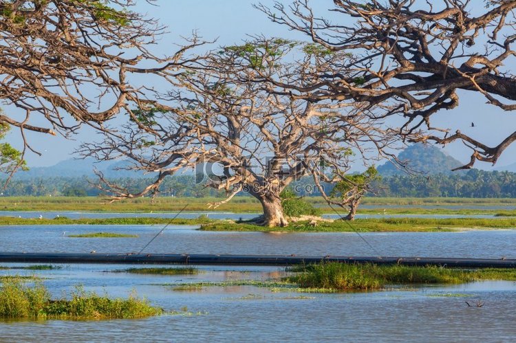 斯里兰卡美丽的自然景观—湖上的
