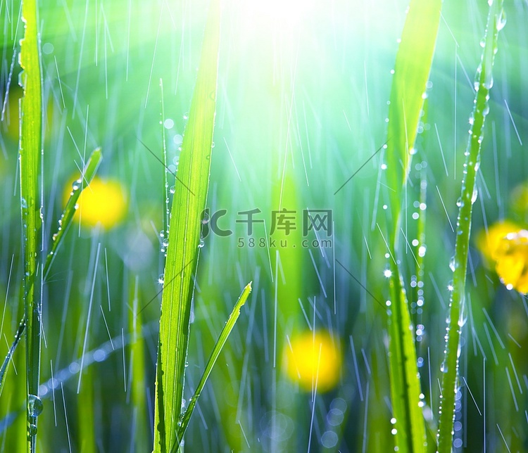 花园里的雨