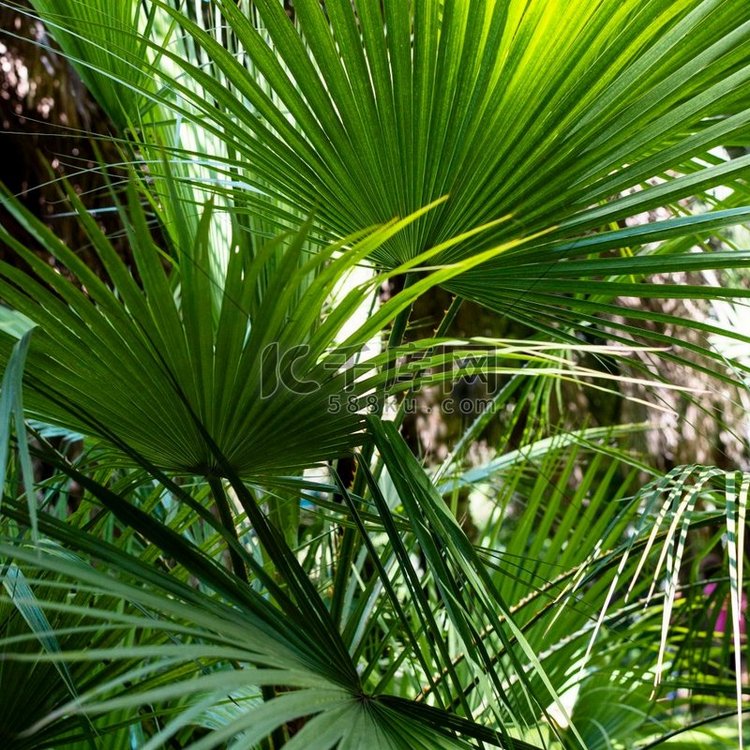 热带草本植物