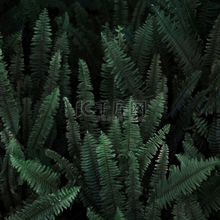 灌木丛野生蕨类植物高分辨率照片