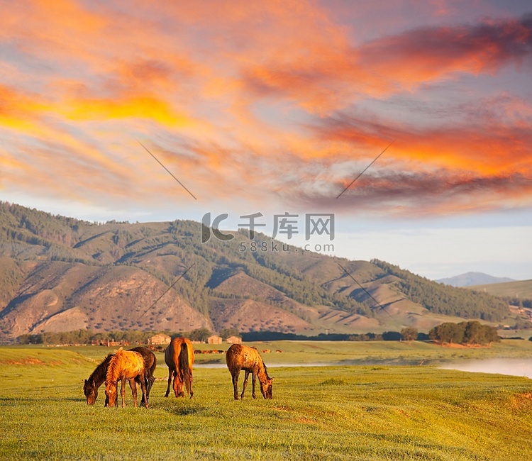 蒙古国马