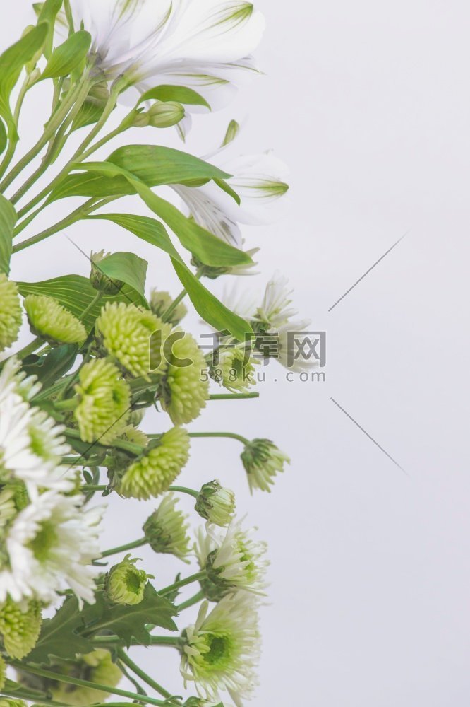 花边界与绿色和白色花瓣在白色背