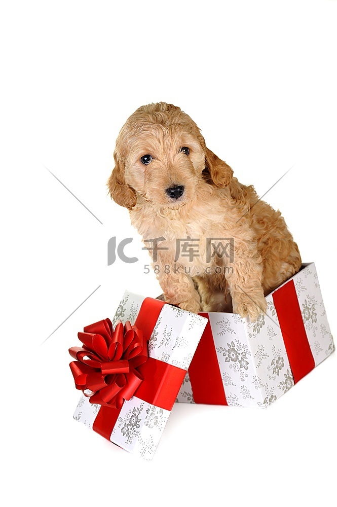 米色小狗和礼品盒孤立