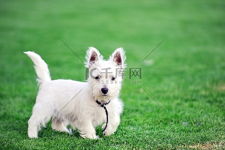 小白狗在绿色的草坪上玩耍