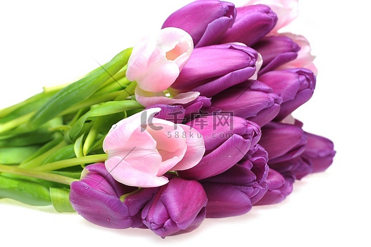 一束粉红色和紫罗兰色的郁金香