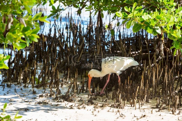 White Ibis in a